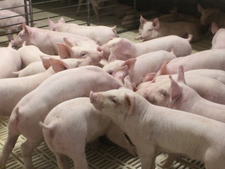 “猪王”牧原股份再次冲刺港股IPO，估值成争议焦点