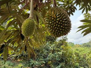 【深度】资本押注国产榴莲